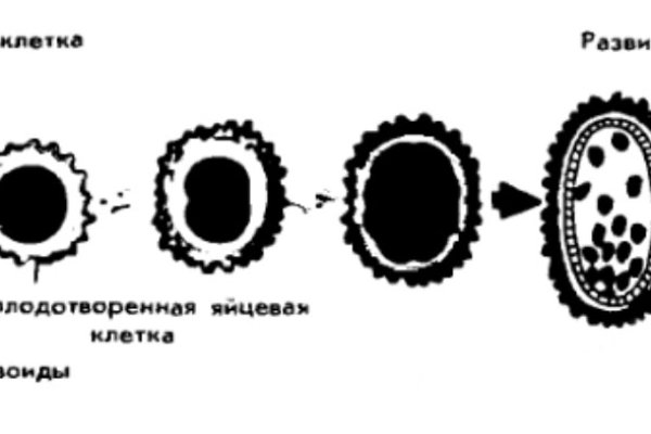 Kra37cc