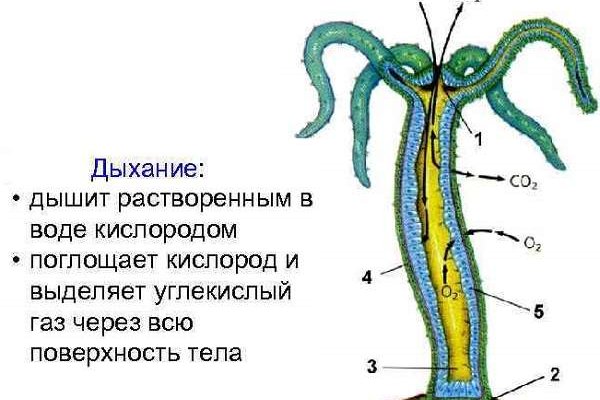 Kraken официальный сайт ссылка